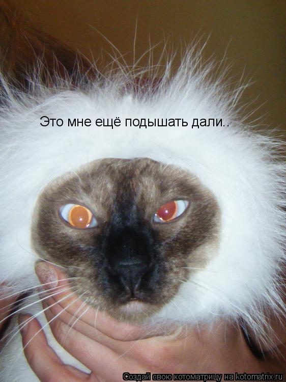Котоматрица: Это мне ещё подышать дали..