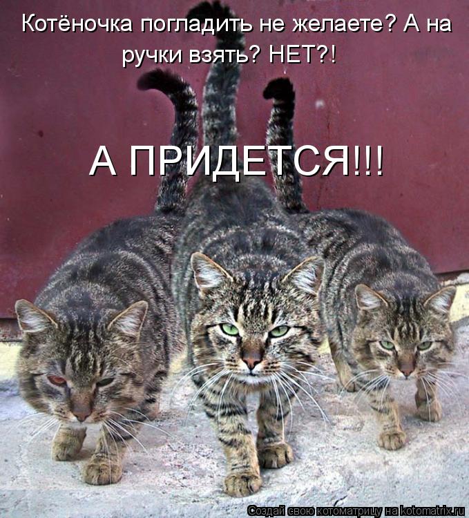 Котёночка погладить не желаете? А на ручки взять? НЕТ?! А ПРИДЕТСЯ!!!... Котоматрица: Котёночка погладить не желаете? А на ручки взять? НЕТ?! А ПРИДЕТСЯ!!!