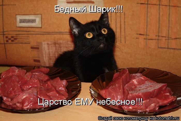 Котоматрица: Бедный Шарик!!! Царство ЕМУ небесное!!!