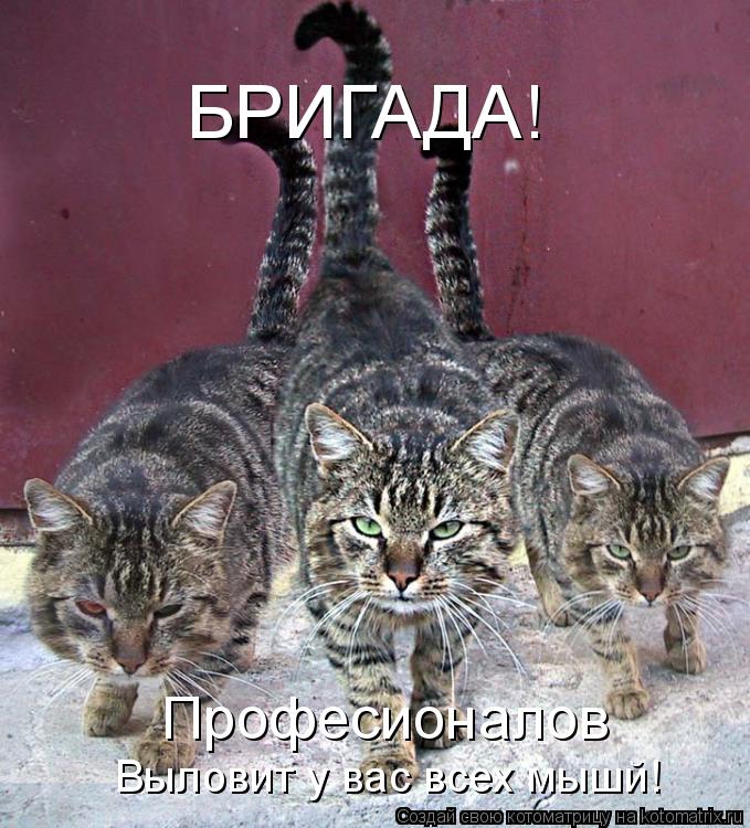 Котоматрица: БРИГАДА! Професионалов Выловит у вас всех мышй!