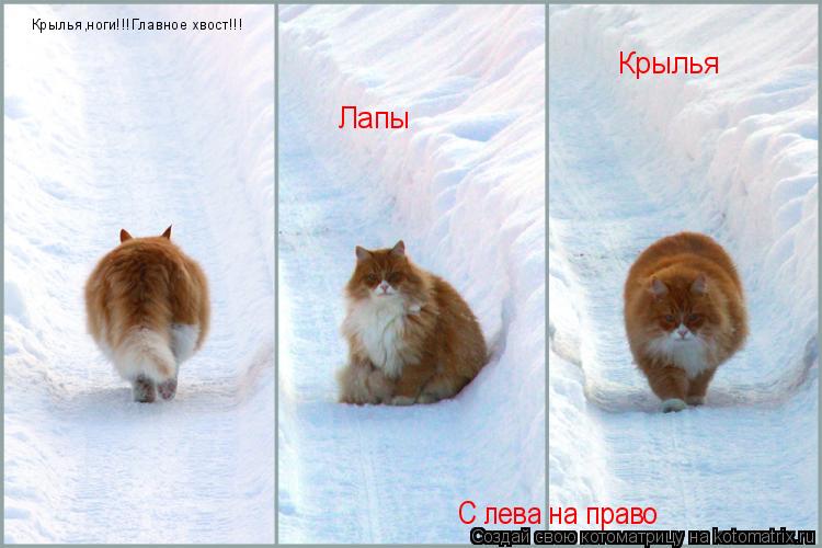 Крылья Лапы Крылья,ноги!!!Главное хвост!!! С лева на право... Котоматрица: Крылья Лапы Крылья,ноги!!!Главное хвост!!! С лева на право