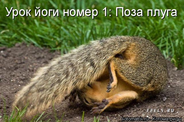 Котоматрица: Урок йоги номер 1: Поза плуга