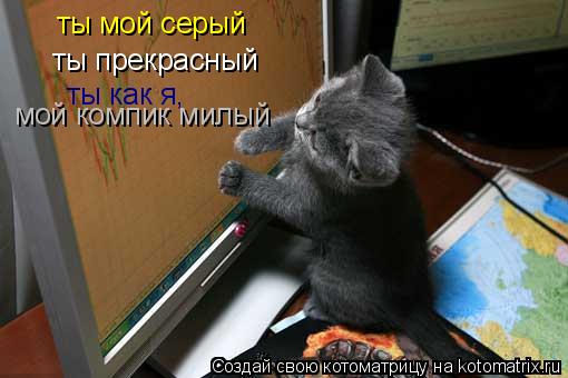 Котоматрица: ты мой серый ты прекрасный ты как я, мой компик милый