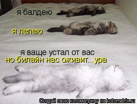 Котоматрица: я лелею я балдею я ваще устал от вас но билайн нас оживит...ура