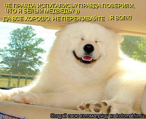 ЧЕ ПРАВДА ИСПУГАЛИСЬ? ПРАВДА ПОВЕРИЛИ, ДА ВСЕ ХОРОШО, НЕ ПЕРЕЖИВАЙТЕ . Я ВОЛК! ЧТО Я БЕЛЫЙ МЕДВЕДЬ? )... Котоматрица: ЧЕ ПРАВДА ИСПУГАЛИСЬ? ПРАВДА ПОВЕРИЛИ, ДА ВСЕ ХОРОШО, НЕ ПЕРЕЖИВАЙТЕ . Я ВОЛК! ЧТО Я БЕЛЫЙ МЕДВЕДЬ? ))