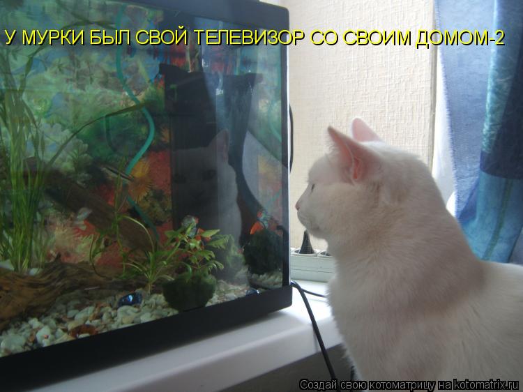 У МУРКИ БЫЛ СВОЙ ТЕЛЕВИЗОР СО СВОИМ ДОМОМ-2... Котоматрица: У МУРКИ БЫЛ СВОЙ ТЕЛЕВИЗОР СО СВОИМ ДОМОМ-2