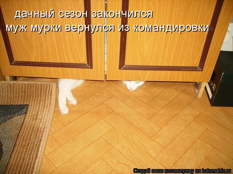 Котоматрица: дачный сезон закончился муж мурки вернулся из командировки