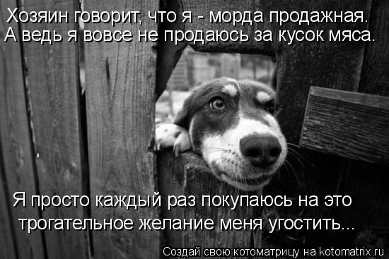Хозяин говорит, что я - морда продажная. А ведь я вовсе не продаюсь за кусок мяса. Я просто каждый р... Котоматрица: Хозяин говорит, что я - морда продажная. А ведь я вовсе не продаюсь за кусок мяса. Я просто каждый раз покупаюсь на это трогательное желание