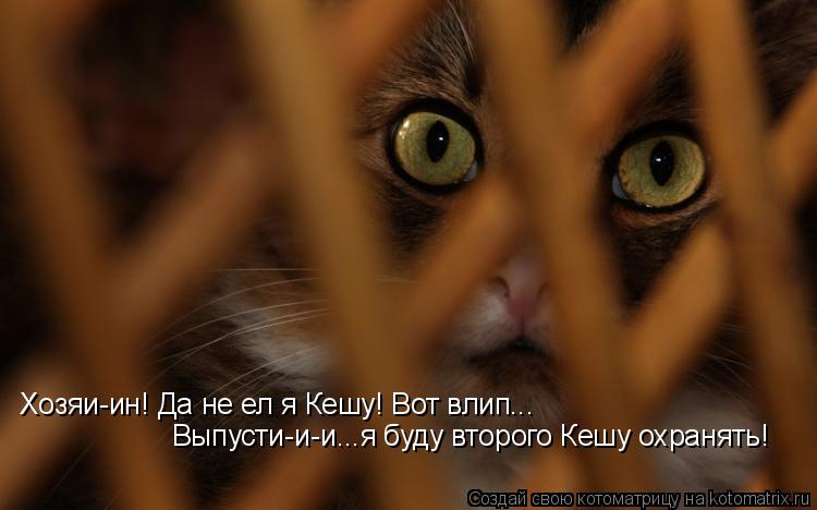 Хозяи-ин! Да не ел я Кешу! Вот влип... Выпусти-и-и...я буду второго Кешу охранять!... Котоматрица: Хозяи-ин! Да не ел я Кешу! Вот влип... Выпусти-и-и...я буду второго Кешу охранять!