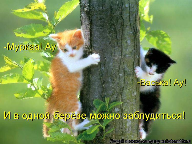 И в одной берёзе можно заблудиться! -Васька! Ау! -Муркаа! Ау... Котоматрица: И в одной берёзе можно заблудиться! -Васька! Ау! -Муркаа! Ау