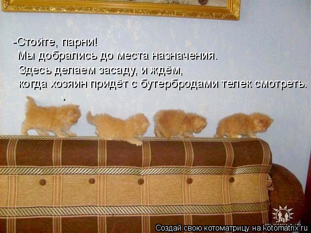 когда хозяин придёт с бутербродами телек смотреть. Здесь делаем засаду, и ждём, Мы добрались до места... Котоматрица: когда хозяин придёт с бутербродами телек смотреть. Здесь делаем засаду, и ждём, Мы добрались до места назначения. -Стойте, парни! -
