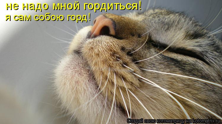 не надо мной гордиться! я сам собою горд!... Котоматрица: не надо мной гордиться! я сам собою горд!