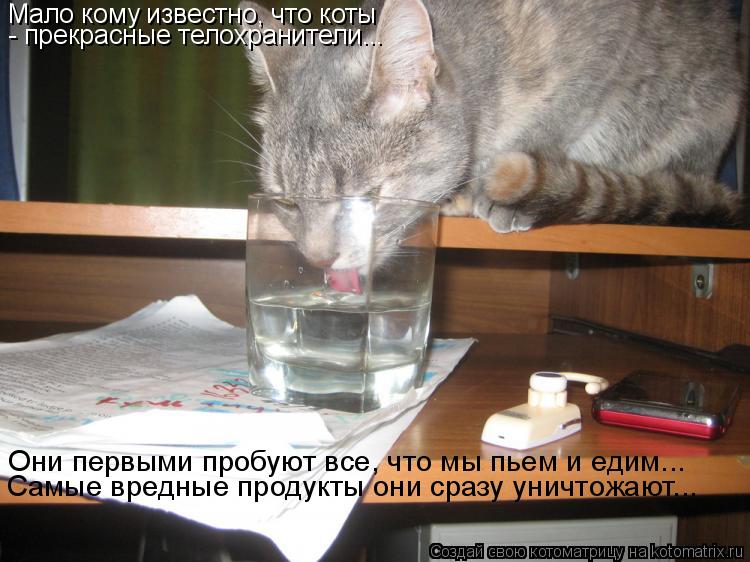 Мало кому известно, что коты - прекрасные телохранители... Они первыми пробуют все, что мы пьем и еди... Котоматрица: Мало кому известно, что коты - прекрасные телохранители... Они первыми пробуют все, что мы пьем и едим... Самые вредные продукты они сразу унич