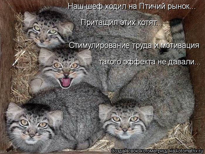 Наш шеф ходил на Птичий рынок... Притащил этих котят... Стимулирование труда и мотивация такого эффе... Котоматрица: Наш шеф ходил на Птичий рынок... Притащил этих котят... Стимулирование труда и мотивация такого эффекта не давали...