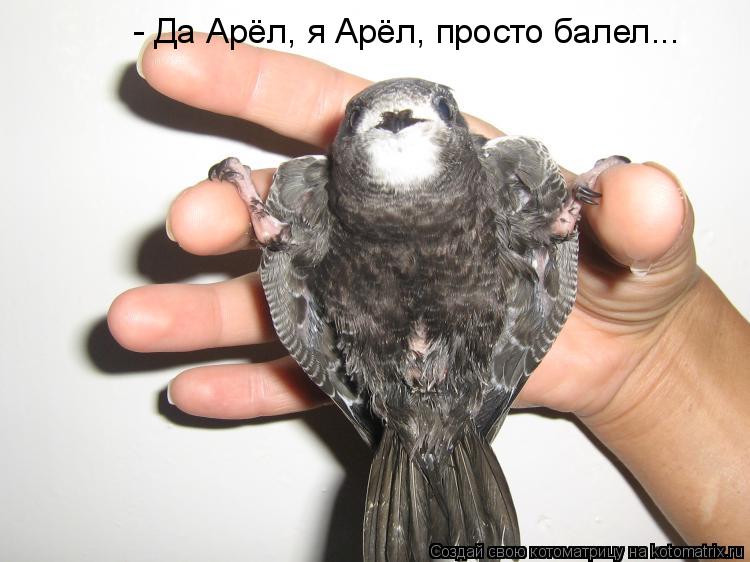 - Да Арёл, я Арёл, просто балел...... Котоматрица: - Да Арёл, я Арёл, просто балел...