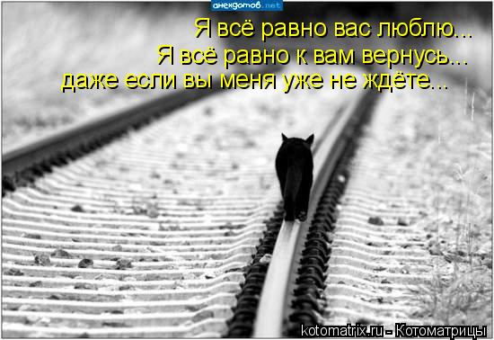 Я всё равно вас люблю... Я всё равно к вам вернусь... даже если вы меня уже не ждёте...... Котоматрица: Я всё равно вас люблю... Я всё равно к вам вернусь... даже если вы меня уже не ждёте...