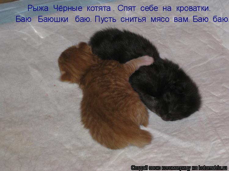 Котоматрица: Рыжа  Чёрные  котята . Спят  себе  на  кроватки. Баю   Баюшки   баю. Пусть  снитья  мясо  вам. Баю  баю.