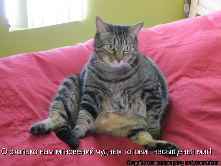 О сколько нам мгновений чудных готовит насыщенья миг!... Котоматрица: О сколько нам мгновений чудных готовит насыщенья миг!