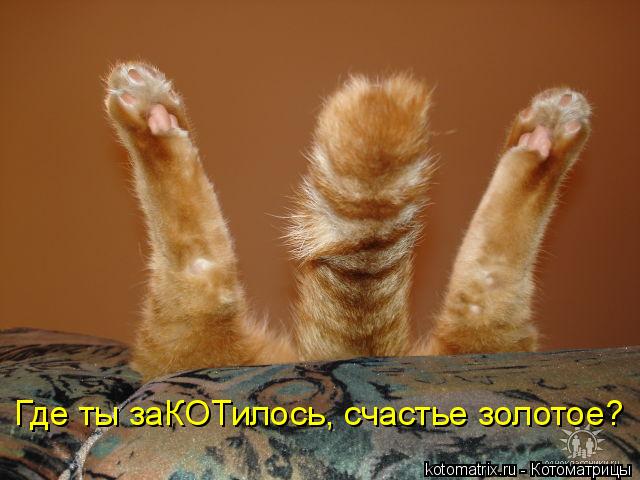 Где ты заКОТилось, счастье золотое?... Котоматрица: Где ты заКОТилось, счастье золотое?