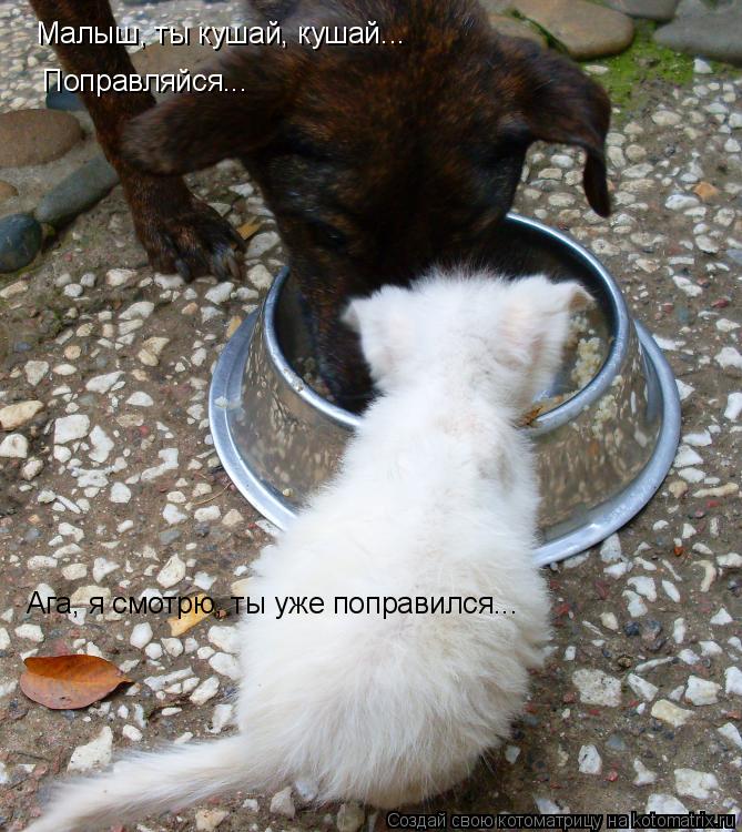 Малыш, ты кушай, кушай... Поправляйся... Ага, я смотрю, ты уже поправился...... Котоматрица: Малыш, ты кушай, кушай... Поправляйся... Ага, я смотрю, ты уже поправился...