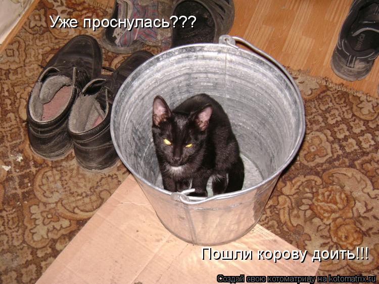 Уже проснулась??? Пошли корову доить!!!... Котоматрица: Уже проснулась??? Пошли корову доить!!!