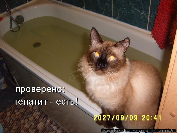проверено: гепатит - есть!... Котоматрица: проверено: гепатит - есть!