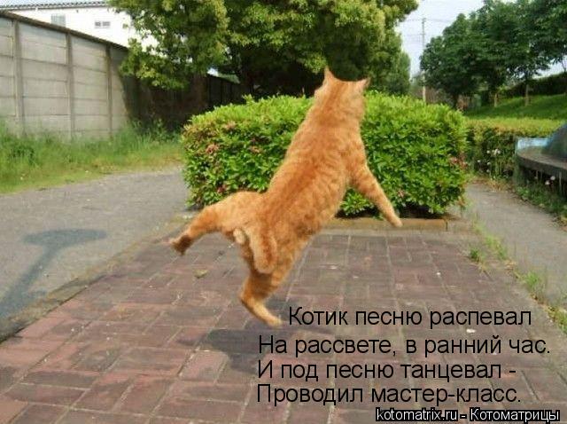 Котоматрица: На рассвете, в ранний час. Котик песню распевал И под песню танцевал - Проводил мастер-класс.