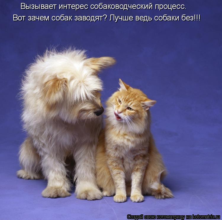 Котоматрица: Вызывает интерес собаководческий процесс. Вот зачем собак заводят? Лучше ведь собаки без!!!