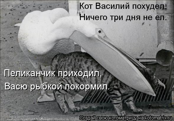 Котоматрица: Кот Василий похудел: Ничего три дня не ел. Васю рыбкой покормил. Пеликанчик приходил,