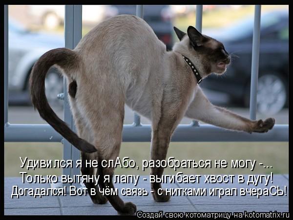 Удивился я не слАбо, разобраться не могу -... Только вытяну я лапу - выгибает хвост в дугу! Догадался... Котоматрица: Удивился я не слАбо, разобраться не могу -... Только вытяну я лапу - выгибает хвост в дугу! Догадался! Вот в чём связь - с нитками играл вчераСЬ!