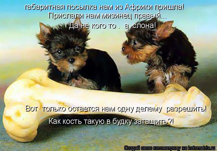 габаритная посылка нам из Африки пришла! Прислали нам мизинец правый... Да не кого то – а слона! Во... Котоматрица: габаритная посылка нам из Африки пришла! Прислали нам мизинец правый... Да не кого то – а слона! Вот только остается нам одну делему разреш