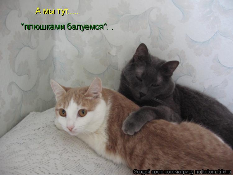 А мы тут..... "плюшками балуемся"...... Котоматрица: А мы тут..... "плюшками балуемся"...
