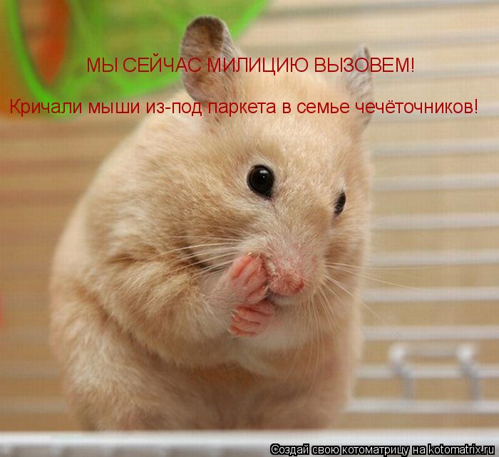 МЫ СЕЙЧАС МИЛИЦИЮ ВЫЗОВЕМ! Кричали мыши из-под паркета в семье чечёточников!... Котоматрица: МЫ СЕЙЧАС МИЛИЦИЮ ВЫЗОВЕМ! Кричали мыши из-под паркета в семье чечёточников!