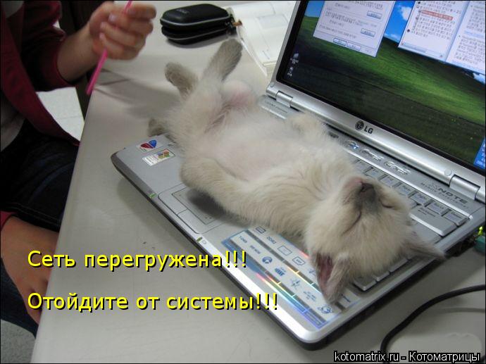 Сеть перегружена!!! Отойдите от системы!!!... Котоматрица: Сеть перегружена!!! Отойдите от системы!!!