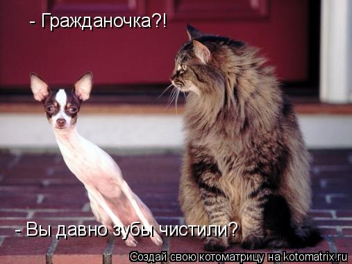 - Гражданочка?! - Вы давно зубы чистили?... Котоматрица: - Гражданочка?! - Вы давно зубы чистили?