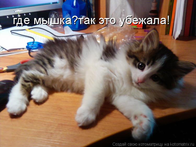 Котоматрица: где мышка?так это убежала!
