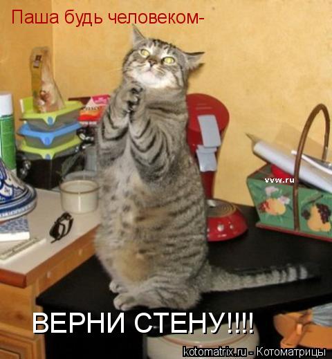 Котоматрица: Паша будь человеком- ВЕРНИ СТЕНУ!!!!