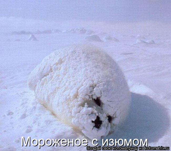 Котоматрица: Мороженое с изюмом
