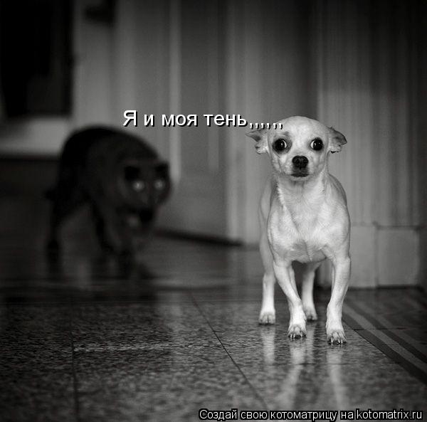Котоматрица: Я и моя тень,,,,,,