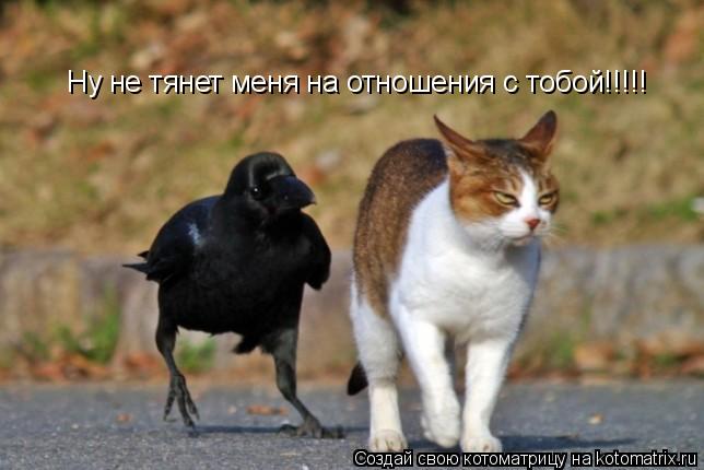 Котоматрица: Ну не тянет меня на отношения с тобой!!!!!