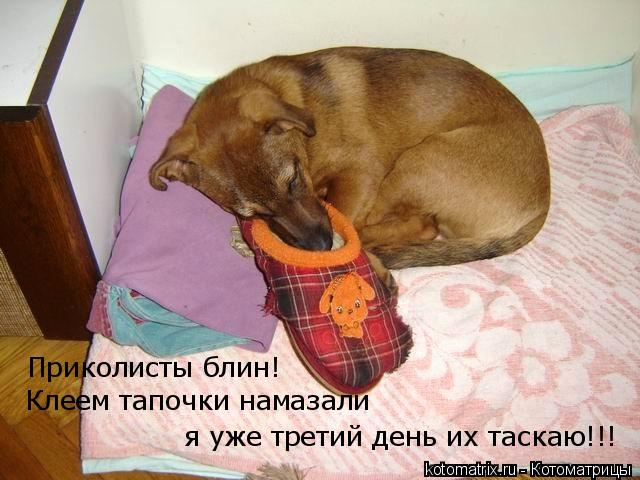 Котоматрица: Приколисты блин! Клеем тапочки намазали я уже третий день их таскаю!!!