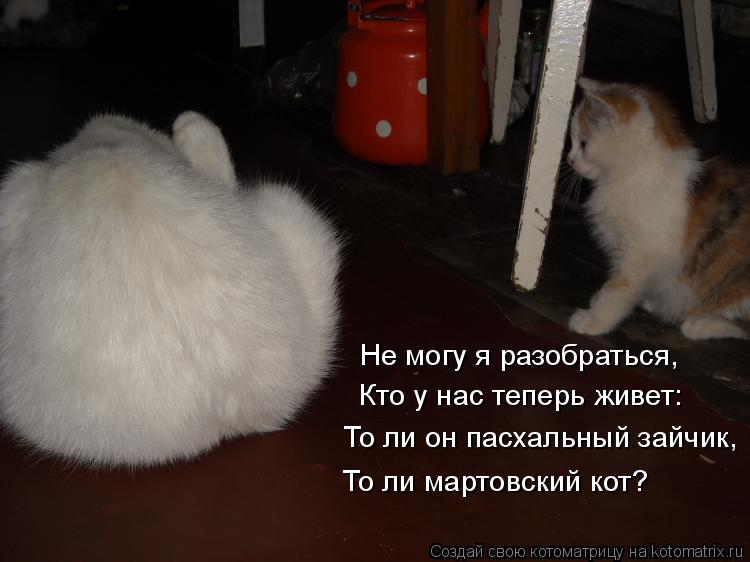 Котоматрица: Не могу я разобраться, Кто у нас теперь живет: То ли он пасхальный зайчик, То ли мартовский кот?