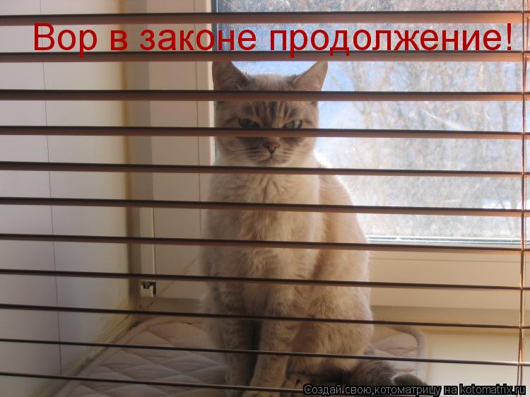Котоматрица: Вор в законе продолжение!
