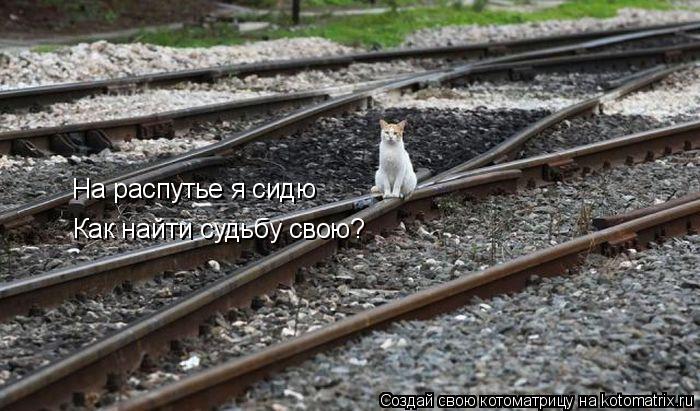 Котоматрица: На распутье я сидю Как найти судьбу свою?