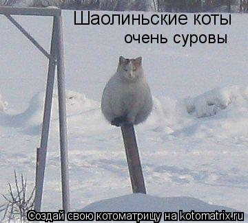 Котоматрица: Шаолиньские коты очень суровы