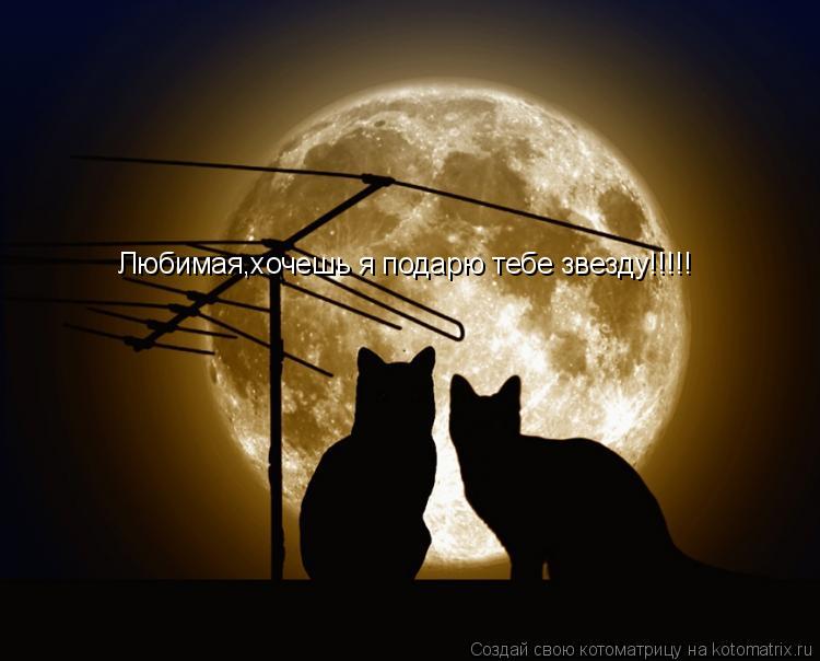 Котоматрица: Любимая,хочешь я подарю тебе звезду!!!!!