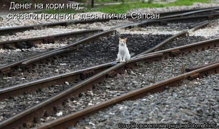 Котоматрица: Денег на корм нет,  сказали пролетит здесь птичка, Сапсан