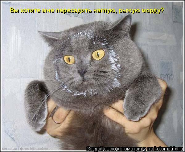 Котоматрица: Вы хотите мне пересадить наглую, рыжую морду?