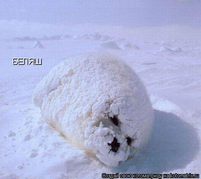 Котоматрица: БЕЛЯШ