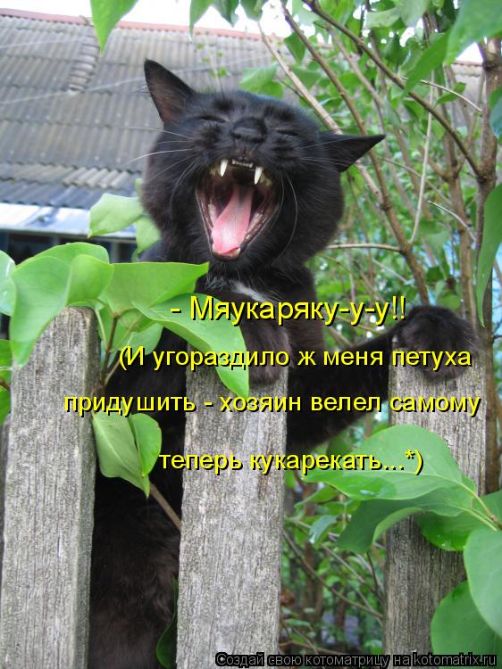 Котоматрица: - Мяукаряку-у-у!! (И угораздило ж меня петуха  придушить - хозяин велел самому теперь кукарекать...*)